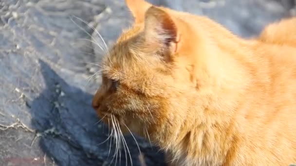 Piękny Rudy Kot Leży Ulicy Wygrzewa Się Słońcu — Wideo stockowe