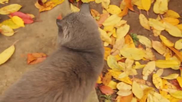 Szary Kot Ulicy Tle Żółtych Liści Kot Jesień — Wideo stockowe