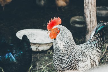 Horoz kümeste. Evcil kuş. Güzel horoz. Tarım. Tavuklar ve horozlar. Çiftlik hayvanları