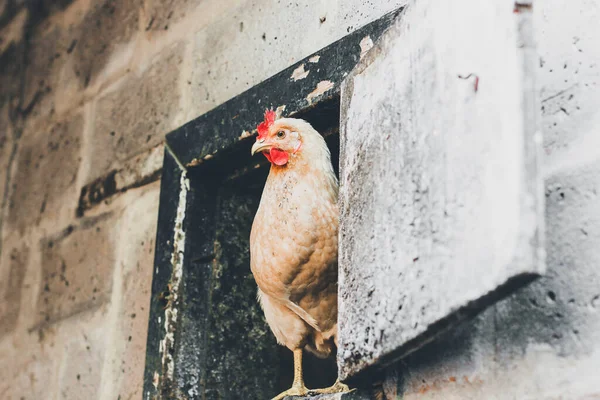 Frango Galinheiro Pássaro Doméstico Lindas Galinhas Agricultura Galinhas Galos Animais — Fotografia de Stock