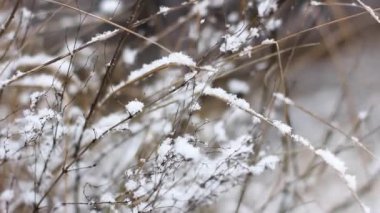 Kurumuş çiçekler karla kaplıdır. Uyuyan doğa