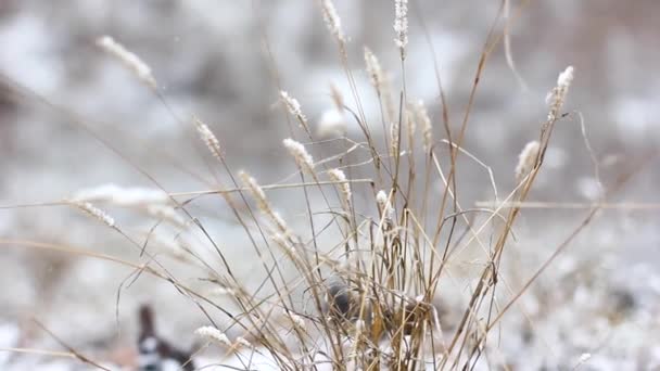 Die Getrockneten Blumen Sind Mit Schnee Bedeckt Schlafende Natur — Stockvideo