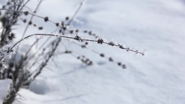 Lavender Hoarfrost Winter Garden Plants Covered Frost Winter Lavender Close — Stock Video