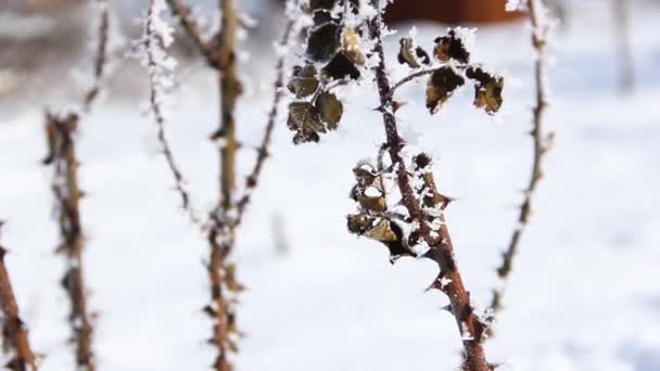 Planterne Haven Dækket Sne Vinterplanter Lukker – Stock-video