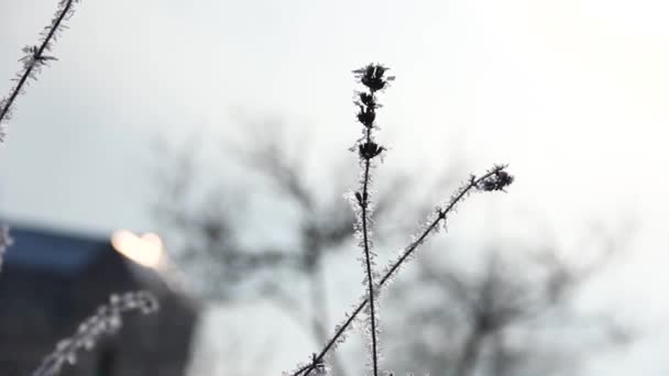 Lavendel Hesparfrost Vinterträdgården Växterna Täckta Frost Vinterlavendel Nära Håll — Stockvideo