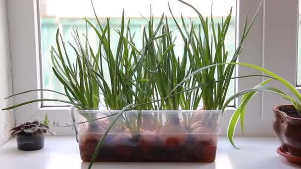 Cebolas Verdes Crescem Parapeito Janela Vitaminas Inverno Ervas Frescas Cozinha — Vídeo de Stock