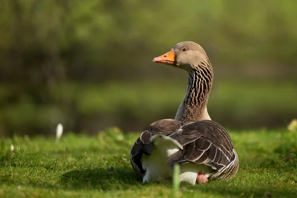 Greylag Goose, goose — Stock Photo, Image