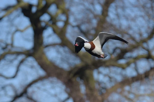 Frequentes Shelduck, Shelduck, Tadorna tadorna — Fotografia de Stock