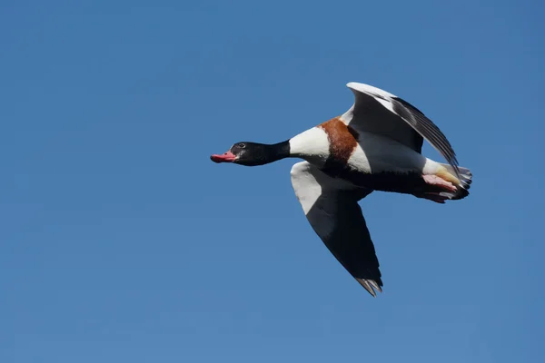 Frequentes Shelduck, Shelduck, Tadorna tadorna — Fotografia de Stock