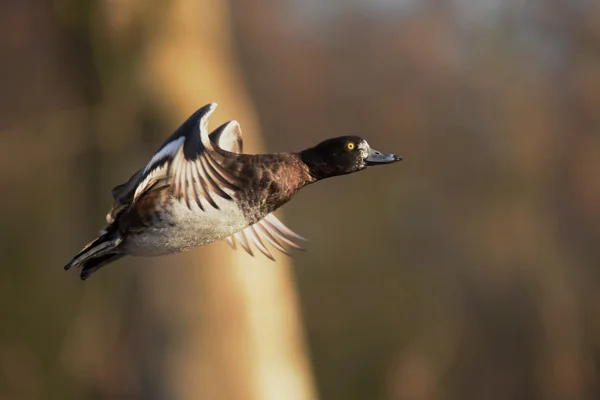 Canard touffu, Aythya fuligula — Photo