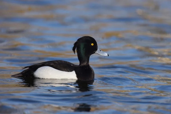 Büschelente, Aythya fuligula — Stockfoto