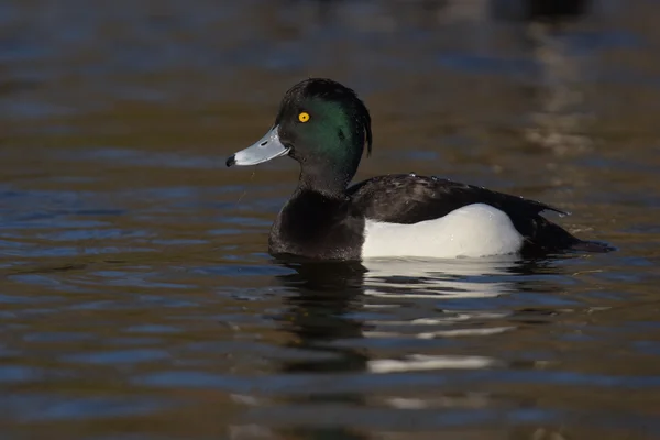 Büschelente, Aythya fuligula — Stockfoto