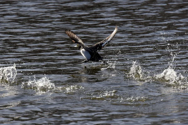 Büschelente, Aythya fuligula — Stockfoto