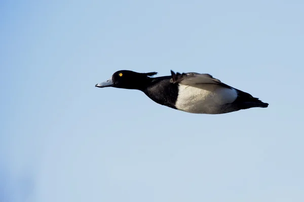 Pato tufado, Aythya fuligula — Fotografia de Stock