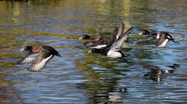 Pato copetudo, Aythya fuligula — Foto de Stock