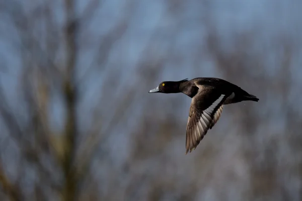 Büschelente, Aythya fuligula — Stockfoto