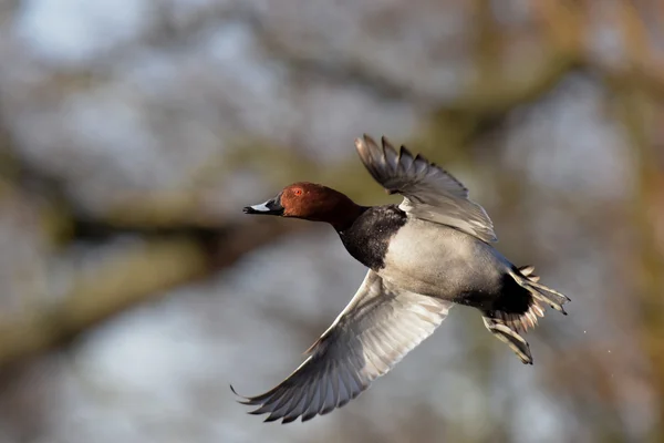 Поширені pochard, pochard, aythya ferina — стокове фото