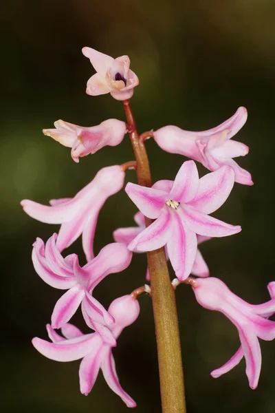 Květiny - hyacint, zelený z — Stock fotografie
