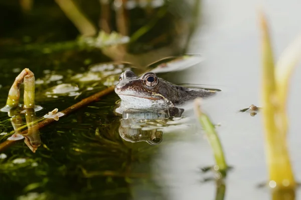 Moor Frog, Common Frog — Stock Photo, Image