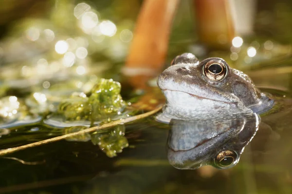 Moor Frog, Common Frog — Stock Photo, Image