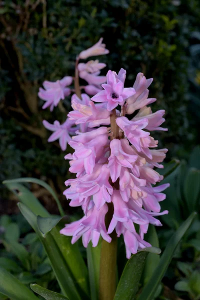 Flowers - Hyacinth, Jacinth — Stock Photo, Image