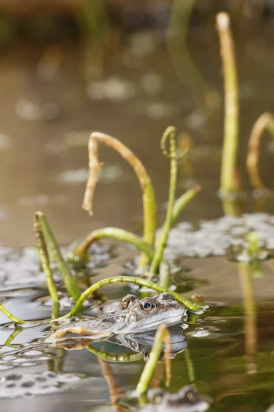 Moor Frog, Common Frog — Stock Photo, Image