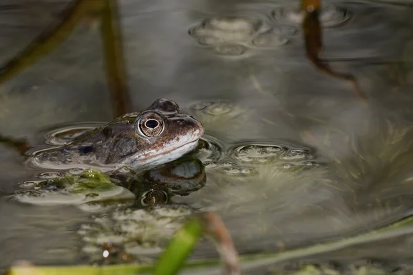 系泊青蛙，常见的青蛙 — 图库照片
