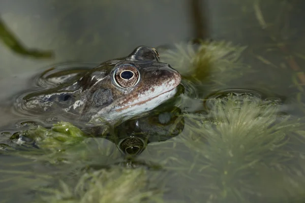 Moor Frog, Common Frog — Stock Photo, Image