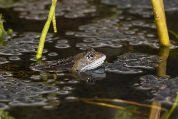 Żaba, wspólne żaba moczarowa — Zdjęcie stockowe