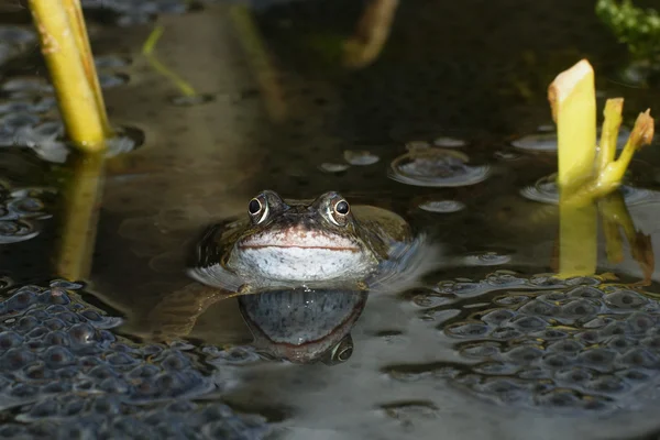 Żaba, wspólne żaba moczarowa — Zdjęcie stockowe
