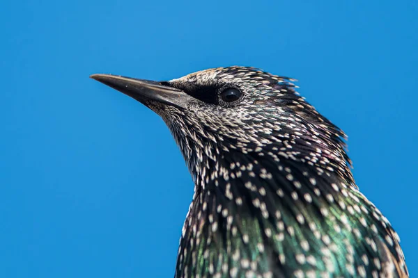 Ortak Sığırcık Portresi Sturnus Vulgaris — Stok fotoğraf