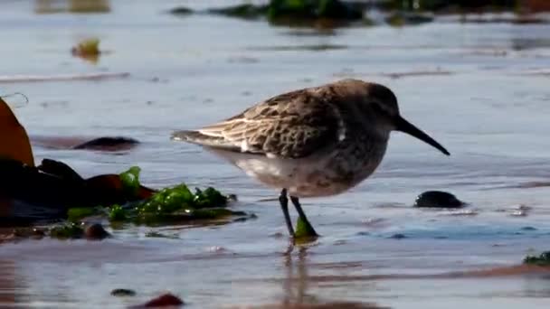 Dunlin Calidris Alpina Životním Prostředí — Stock video