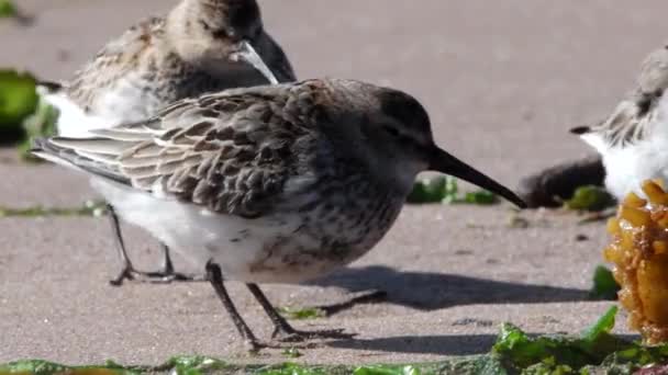 Dunlin Calidris Alpina Környezetben — Stock videók