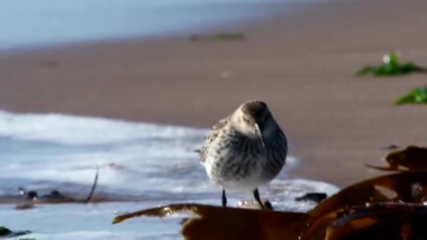 Dunlin Calidris Alpina Środowisku — Wideo stockowe