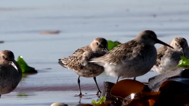 Dunlin Calidris Alpina Środowisku — Wideo stockowe