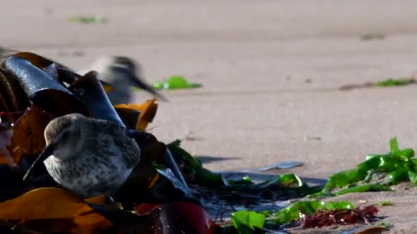 Dunlin Calidris Alpina Środowisku — Wideo stockowe