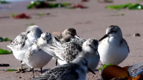 Sanderling Dunlin Ambiente — Vídeo de Stock