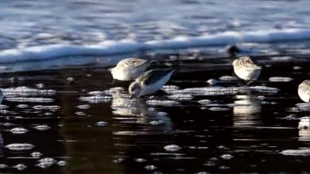 Sanderling Calidris Alba Στο Περιβάλλον — Αρχείο Βίντεο