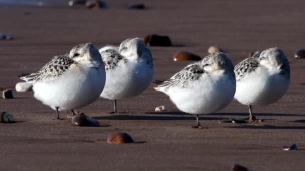 Sanderling Calidris Alba Στο Περιβάλλον — Αρχείο Βίντεο