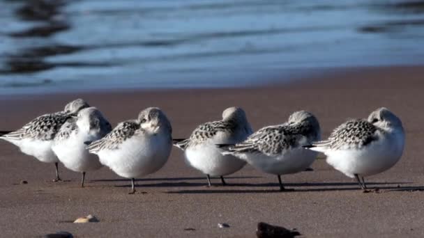 Sanderling Calidris Alba Environment — Stock Video