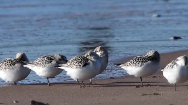 Sanderling Calidris Alba Środowisku — Wideo stockowe