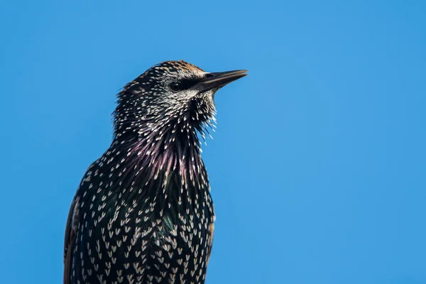 普通星条旗 Sturnus Vulgaris 的肖像 — 图库照片