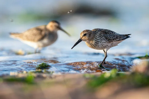 Dunlin Calidris Alpina Навколишньому Середовищі — стокове фото