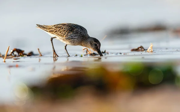 Dunlin Calidris Alpina Nell Ambiente — Foto Stock