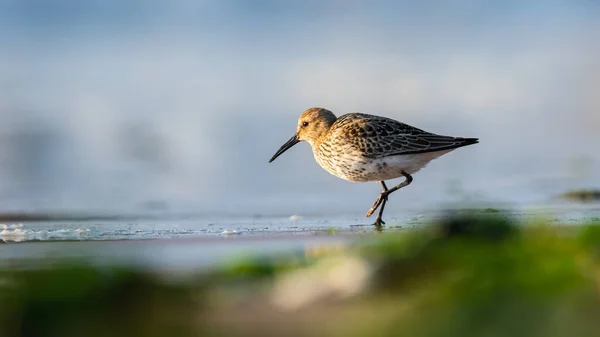 Dunlin Calidris Alpina Het Milieu — Stockfoto