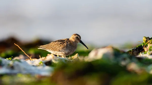 Dunlin Calidris Alpina Nell Ambiente — Foto Stock