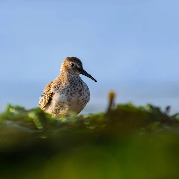 Dunlin Calidris Alpina Nell Ambiente — Foto Stock