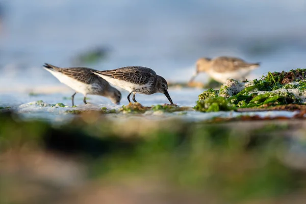 Dunlin Calidris Alpina Environment — Stock Photo, Image