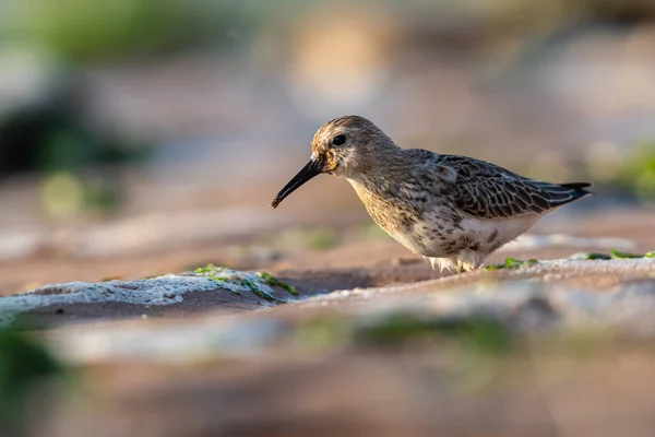 Dunlin Calidris Alpina Het Milieu — Stockfoto