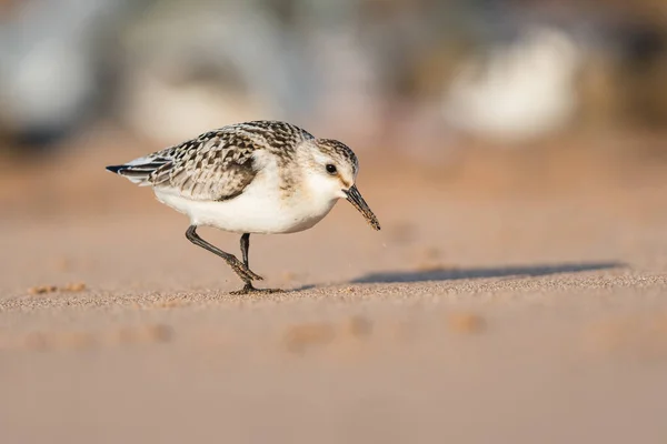 Sanderização Calidris Alba Ambiente — Fotografia de Stock